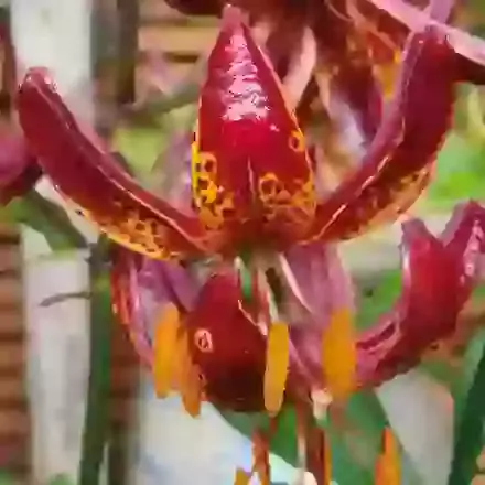 Arabian Knight